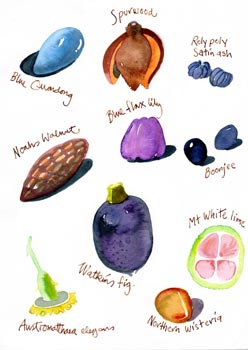 Australian Flora